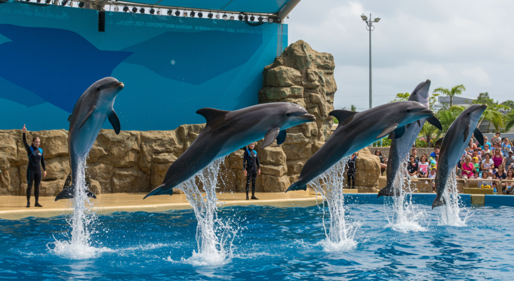 水族館のイルカショーで躍動するイルカの美しいシーン